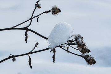 Snow cap on dry thistle