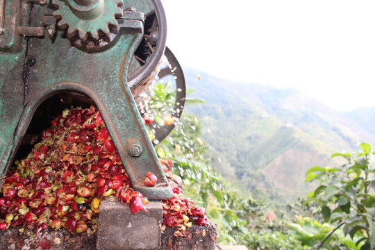 Despulpadora de caf&eacute; Colombiano, L&iacute;bano Tolima