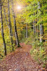 Waldbaden bringt Entspannung für Körper, Geist und Seele