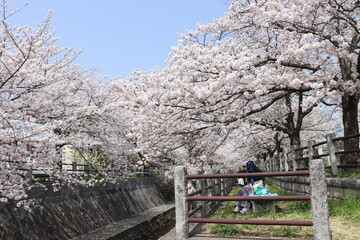 川沿いの満開の桜