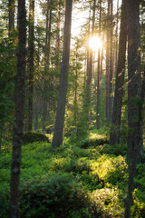 evening in the forest