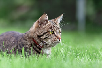 Gray tabby domestic cat lying on the grass in garden