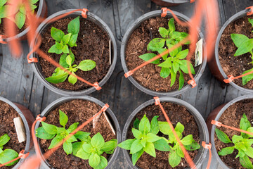 Petunia seedlings replanted into hanging pots