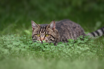 Naklejka na ściany i meble Tabby domestic cat hunting in the green grass