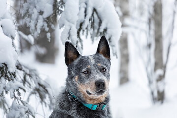 Close up portrait of young australian cattle dog or blue heeler at winter forest with snow.
