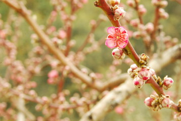 close up of an almond tree branches and flowers