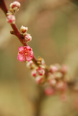 close up of an almond tree branches and flowers