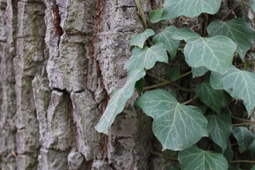 Efeu an einer Eiche