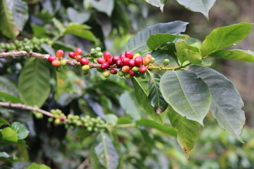 Cereza de café Colombiano, Líbano Tolima