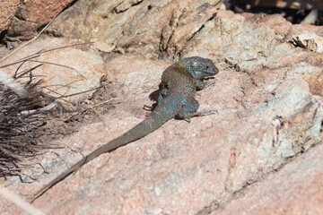 animals in wild file