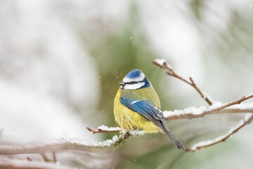 Naklejka premium Blue Tit in the Snow perched on a branch looking left with a green and white bokeh background Yorkshire England 