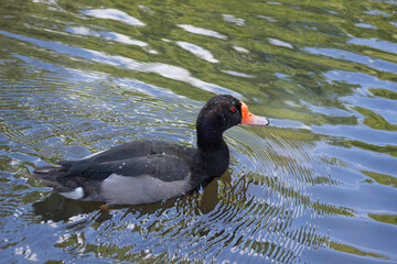 animals in wild file