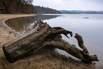 Tree trunk by the lake