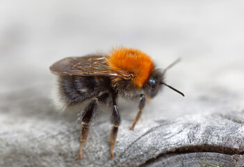 Close up of a bumblebee sitting on a gray plank, side view