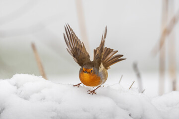 European Robin getting ready for take off in the snow after a snow storm in Yorkshire England February 2021 