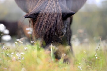 Islandpferde auf der herbstlichen Wiese © Grubärin