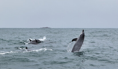 Fototapeta premium Dolphin swimming on his tail at Algoa Bay