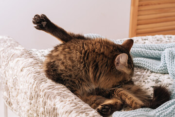 Funny green-eyed brown striped cute cat washing with raised paw