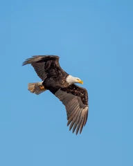 Foto op Canvas Bald Eagle soaring © Matthew