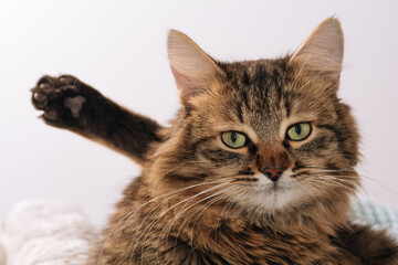 Funny green-eyed cute kitten looks at the camera with a raised paw. Portrait of a cat with a raised paw. Close-up funny cat. Washing cat concept