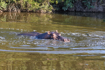 Fototapeta premium Hippo in the water in South Africa