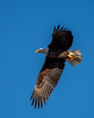 american bald eagle