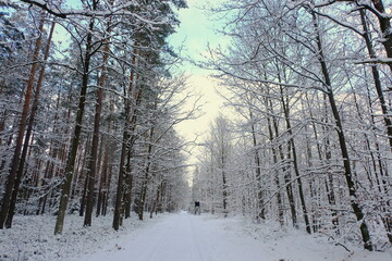 Road leading through a winter forest covered with snow. Winter in Silesia.