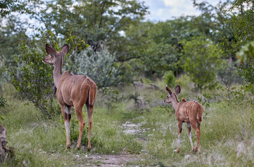 Naklejka na ściany i meble Mother and calf kudu in Etosha