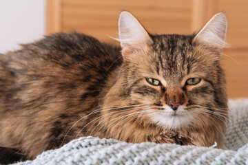 Funny brown striped cute green-eyed kitten lies on a blue plaid on the bed