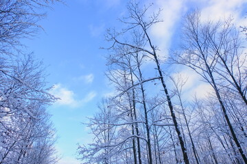 Branches of trees against the background of the blue sky. Blue sky in winter. Winter in the forest.