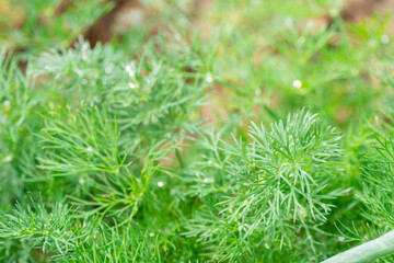 Dill grows in the garden