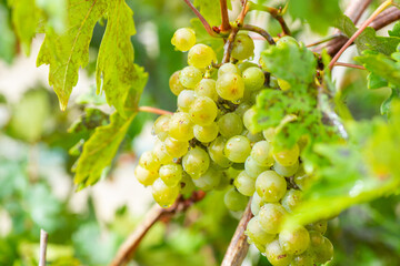 The grapes grow in the garden