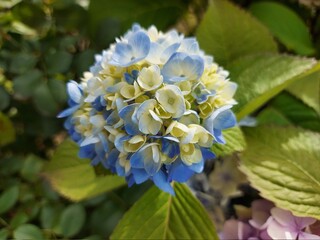 Beautiful hydrangea in flower bed outdoor in summer.