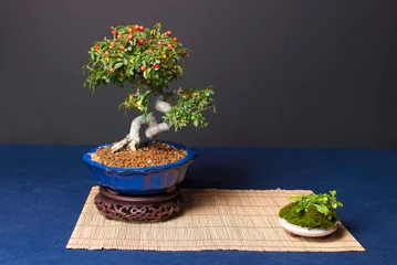  Phyracanta coccinea bonsai tree in a vase over a wooden mat © David