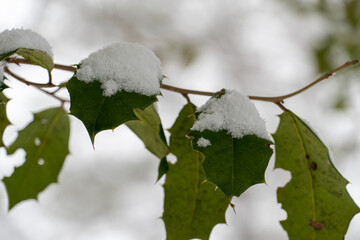 snow covered holly branch