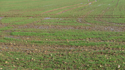 England farm land in winter on muddy day with grass and wet earth
