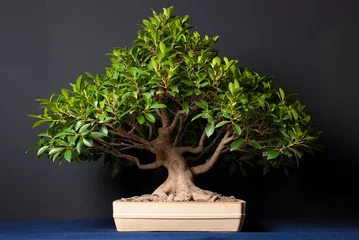 Deurstickers bonsai tree in pot © David