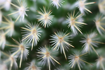 beautiful cactus with skewers for your pain defense protection