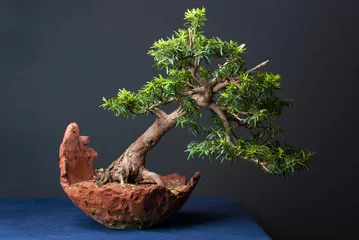 Fotobehang Bonsai bonsai tree in pot  © David