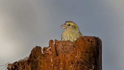 bird, natur, wild lebende tiere, robin, tier, wild, ast, baum, 