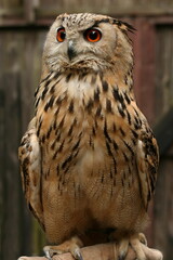 Eurasian eagle-owl sitting on a hand in Austria, Europe

