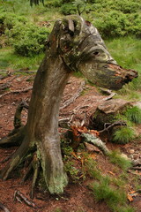 Fototapeta na wymiar Rest of an old tree looking like a dog in Austria,Europe 