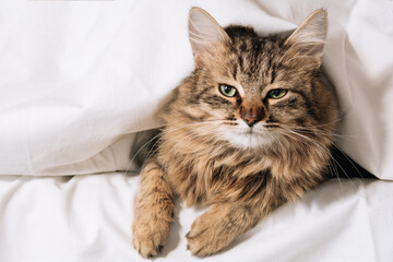 Funny brown striped cute green-eyed kitten lies under a white blanket and sheets. Brown cat lies in white bedding. Cat in bed concept