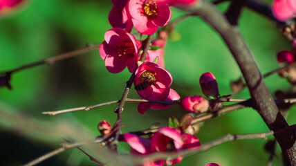 bee on pink flower