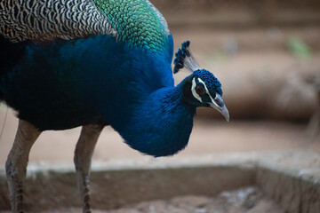 Fototapeta premium Blue Congo peacock, are known as peafowl.