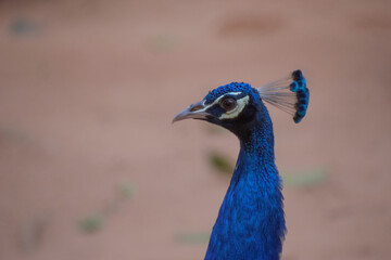 Fototapeta premium Blue Congo peacock, are known as peafowl.