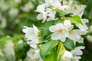 Blossoming apple tree brunch with white flowers