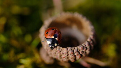 lady bug on acorn