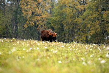 Islandpferde auf der herbstlichen Wiese