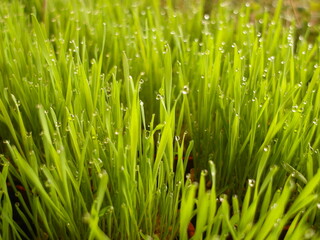 Fototapeta na wymiar Full Frame Shot Of Wet Grass On Field